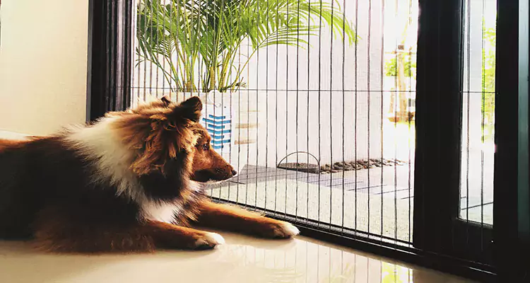 Sliding Screen Pet Door Repair in DeBary, FL