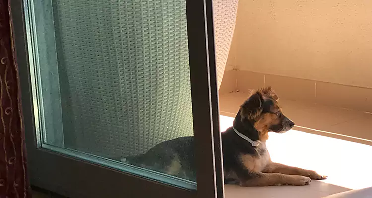 French Door Pet Screen Repair in DeBary, FL